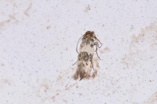 Enolmis acanthella